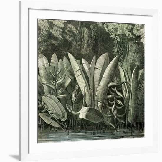 Ucayali Peru 1869-null-Framed Giclee Print