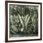 Ucayali Peru 1869-null-Framed Giclee Print