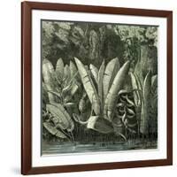 Ucayali Peru 1869-null-Framed Giclee Print