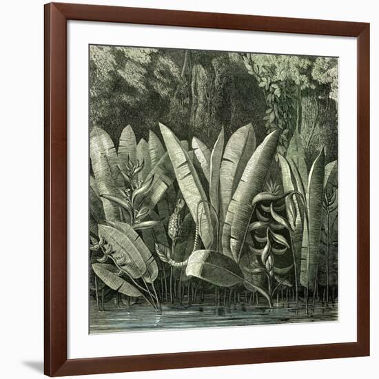 Ucayali Peru 1869-null-Framed Giclee Print