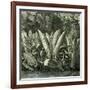 Ucayali Peru 1869-null-Framed Giclee Print