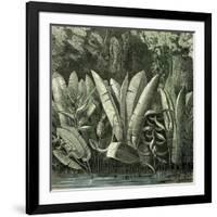 Ucayali Peru 1869-null-Framed Giclee Print