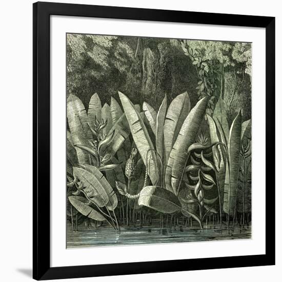 Ucayali Peru 1869-null-Framed Giclee Print