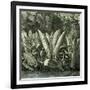 Ucayali Peru 1869-null-Framed Giclee Print