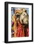 Udaipur, Rajasthan, India. India decorated Camel, Diwali Festival of Lights-Jolly Sienda-Framed Photographic Print