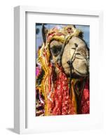 Udaipur, Rajasthan, India. India decorated Camel, Diwali Festival of Lights-Jolly Sienda-Framed Photographic Print