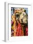 Udaipur, Rajasthan, India. India decorated Camel, Diwali Festival of Lights-Jolly Sienda-Framed Photographic Print