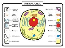 Animal Cell-udaix-Art Print