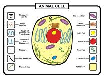 Animal Cell-udaix-Stretched Canvas