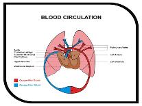 Blood Circulation (Human Body)-udaix-Art Print