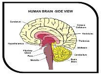 Human Brain Diagram-udaix-Art Print