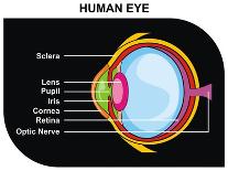 Human Eye Cross-Section-udaix-Art Print