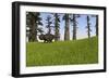 Udanoceratops Walking across a Grassy Field-null-Framed Art Print