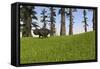 Udanoceratops Walking across a Grassy Field-null-Framed Stretched Canvas