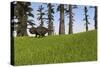 Udanoceratops Walking across a Grassy Field-null-Stretched Canvas