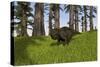 Udanoceratops Walking across a Grassy Field-null-Stretched Canvas