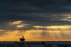 Austria, Burgenland, Morbisch at Sunrise-Udo Bernhart-Photographic Print