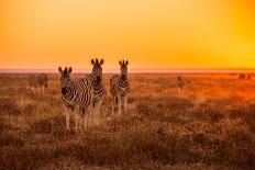 A Herd of Zebra Grazing at Sunrise in Etosha, Namibia-Udo Kieslich-Laminated Photographic Print