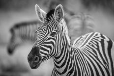 A Herd of Zebra Grazing in the Early Morning in Etosha, Namibia-Udo Kieslich-Framed Stretched Canvas