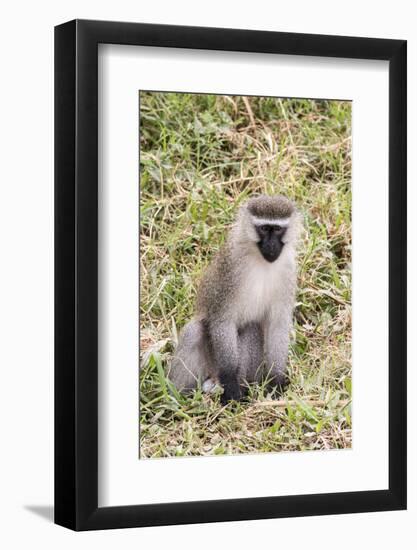 Uganda, Bwindi Impenetrable National Park. Vervet Monkey in grass.-Emily Wilson-Framed Photographic Print