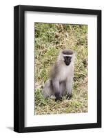 Uganda, Bwindi Impenetrable National Park. Vervet Monkey in grass.-Emily Wilson-Framed Photographic Print