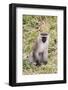 Uganda, Bwindi Impenetrable National Park. Vervet Monkey in grass.-Emily Wilson-Framed Photographic Print