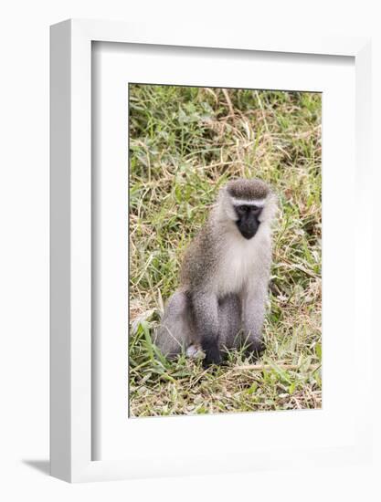 Uganda, Bwindi Impenetrable National Park. Vervet Monkey in grass.-Emily Wilson-Framed Photographic Print