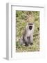 Uganda, Bwindi Impenetrable National Park. Vervet Monkey in grass.-Emily Wilson-Framed Photographic Print