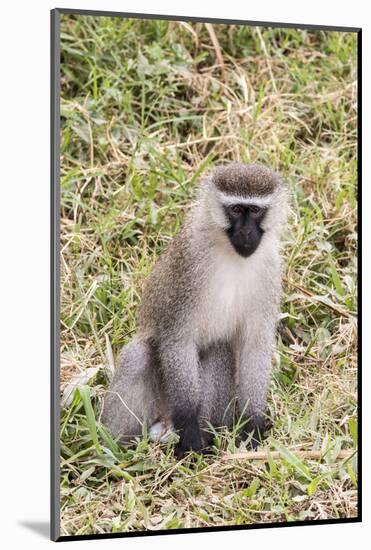 Uganda, Bwindi Impenetrable National Park. Vervet Monkey in grass.-Emily Wilson-Mounted Photographic Print