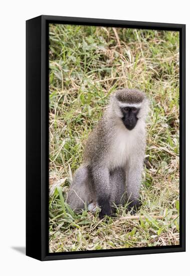 Uganda, Bwindi Impenetrable National Park. Vervet Monkey in grass.-Emily Wilson-Framed Stretched Canvas