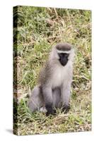 Uganda, Bwindi Impenetrable National Park. Vervet Monkey in grass.-Emily Wilson-Stretched Canvas