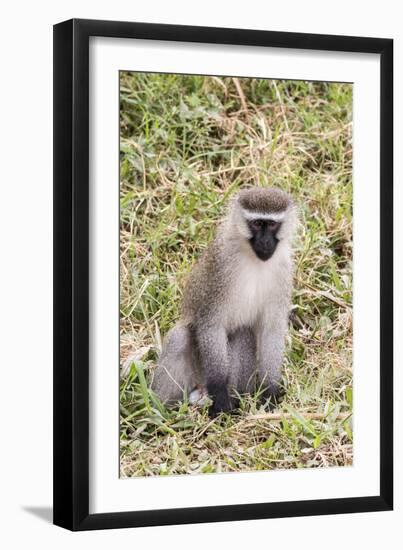 Uganda, Bwindi Impenetrable National Park. Vervet Monkey in grass.-Emily Wilson-Framed Premium Photographic Print