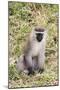 Uganda, Bwindi Impenetrable National Park. Vervet Monkey in grass.-Emily Wilson-Mounted Premium Photographic Print