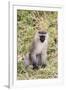 Uganda, Bwindi Impenetrable National Park. Vervet Monkey in grass.-Emily Wilson-Framed Premium Photographic Print