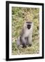 Uganda, Bwindi Impenetrable National Park. Vervet Monkey in grass.-Emily Wilson-Framed Photographic Print