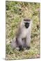 Uganda, Bwindi Impenetrable National Park. Vervet Monkey in grass.-Emily Wilson-Mounted Photographic Print