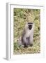 Uganda, Bwindi Impenetrable National Park. Vervet Monkey in grass.-Emily Wilson-Framed Photographic Print