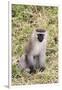 Uganda, Bwindi Impenetrable National Park. Vervet Monkey in grass.-Emily Wilson-Framed Photographic Print