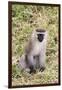 Uganda, Bwindi Impenetrable National Park. Vervet Monkey in grass.-Emily Wilson-Framed Photographic Print