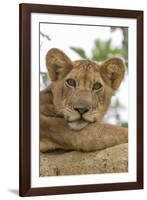 Uganda, Ishasha, Queen Elizabeth National Park. Lioness in tree, resting on branch.-Emily Wilson-Framed Photographic Print