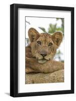 Uganda, Ishasha, Queen Elizabeth National Park. Lioness in tree, resting on branch.-Emily Wilson-Framed Photographic Print