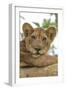 Uganda, Ishasha, Queen Elizabeth National Park. Lioness in tree, resting on branch.-Emily Wilson-Framed Photographic Print