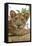 Uganda, Ishasha, Queen Elizabeth National Park. Lioness in tree, resting on branch.-Emily Wilson-Framed Stretched Canvas