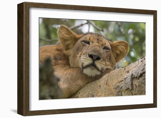 Uganda, Ishasha, Queen Elizabeth National Park. Lioness in tree, resting on branch.-Emily Wilson-Framed Photographic Print