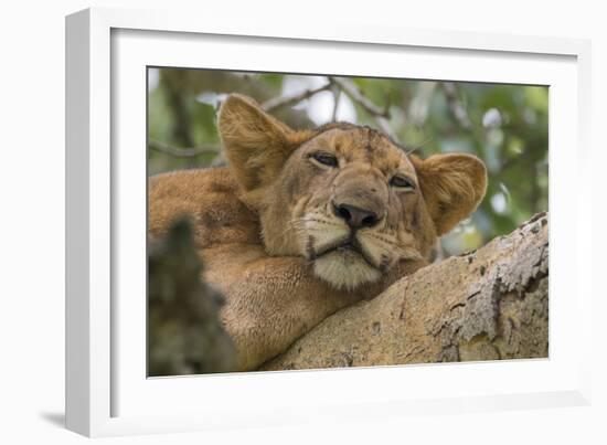 Uganda, Ishasha, Queen Elizabeth National Park. Lioness in tree, resting on branch.-Emily Wilson-Framed Photographic Print