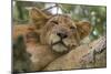 Uganda, Ishasha, Queen Elizabeth National Park. Lioness in tree, resting on branch.-Emily Wilson-Mounted Photographic Print