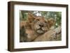 Uganda, Ishasha, Queen Elizabeth National Park. Lioness in tree, resting on branch.-Emily Wilson-Framed Photographic Print