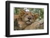 Uganda, Ishasha, Queen Elizabeth National Park. Lioness in tree, resting on branch.-Emily Wilson-Framed Photographic Print