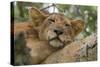 Uganda, Ishasha, Queen Elizabeth National Park. Lioness in tree, resting on branch.-Emily Wilson-Stretched Canvas