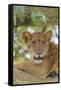 Uganda, Ishasha, Queen Elizabeth National Park. Lioness in tree, resting on branch.-Emily Wilson-Framed Stretched Canvas